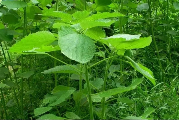 达州苎麻产业规划